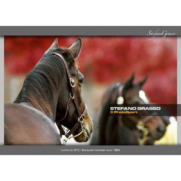 www.horse-poster.com - ph.Stefano Grasso - All rights reserved