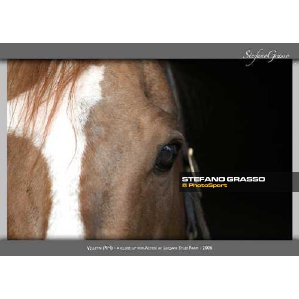 www.horse-poster.com - ph.Stefano Grasso - All rights reserved