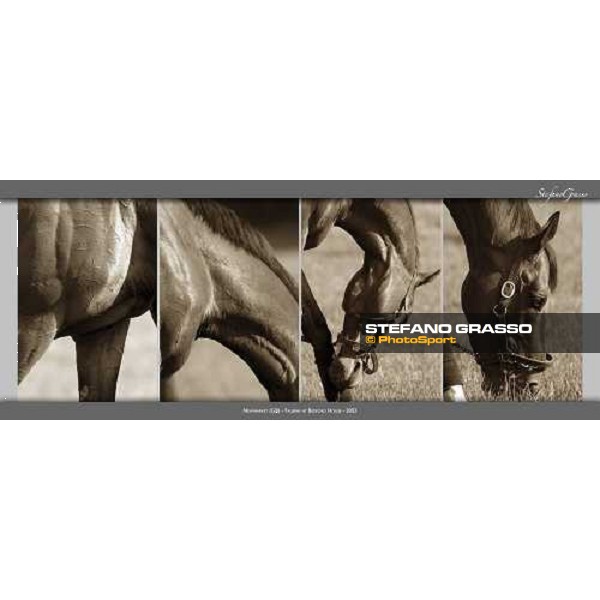 www.horse-poster.com - ph.Stefano Grasso - All rights reserved