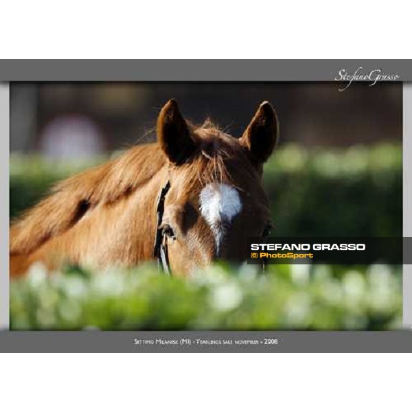 www.horse-poster.com - ph.Stefano Grasso - All rights reserved