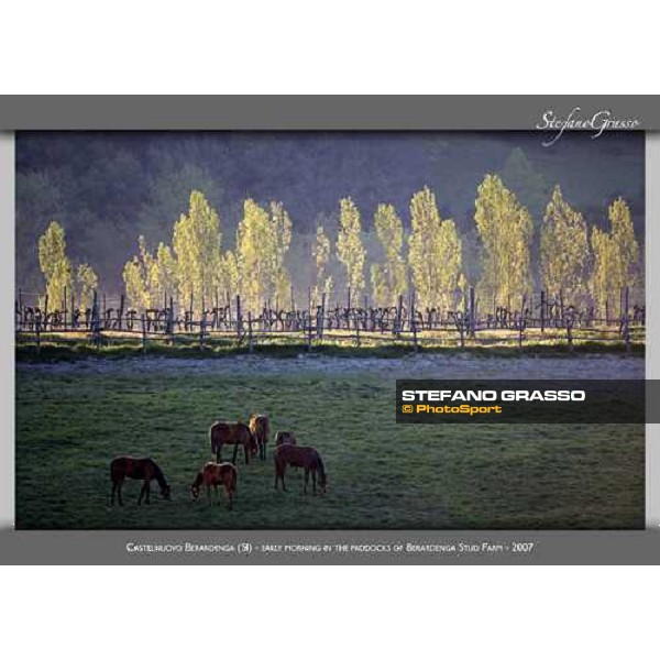 www.horse-poster.com - ph.Stefano Grasso - All rights reserved