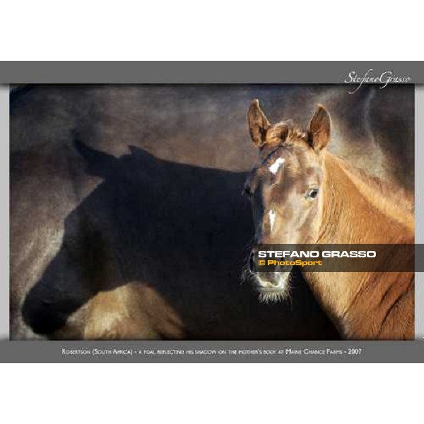 www.horse-poster.com - ph.Stefano Grasso - All rights reserved