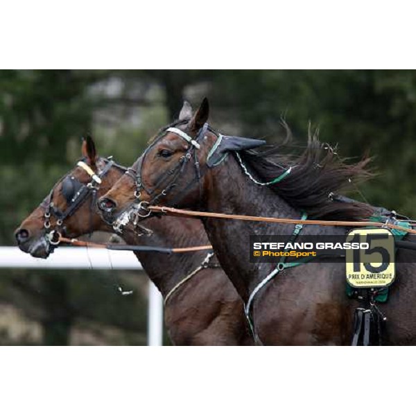 a close up for Meaulnes di Corta and Offshore Dream after the finish of Prix d\' Amerique Paris-Vincennes, 25th january 2009 ph. Stefano Grasso
