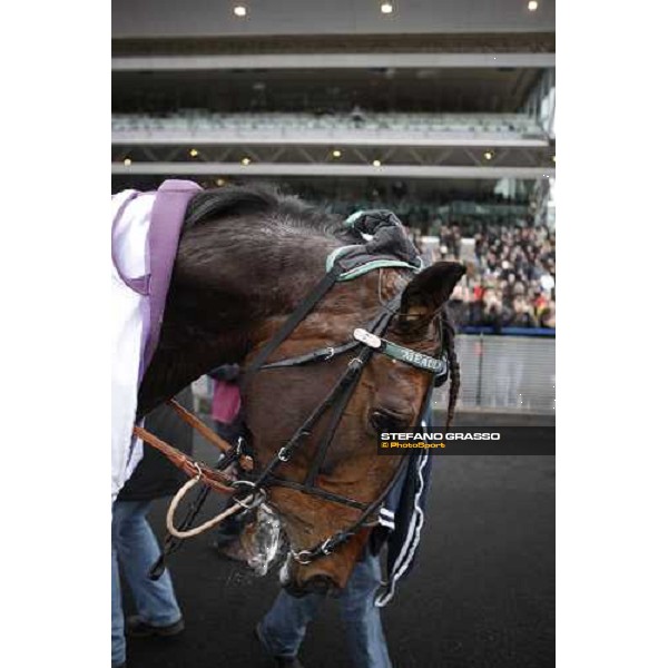 a close up for Meaulnes du Corta parading after winning the Prix d\' Amerique 2009 Paris-Vincennes, 25th january 2009 ph. Stefano Grasso