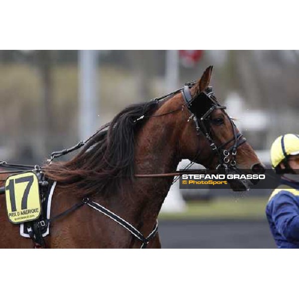 a close up for Exploit Caf before the start of the Prix d\' Amerique 2009 Paris-Vincennes, 25th january 2009 ph. Stefano Grasso