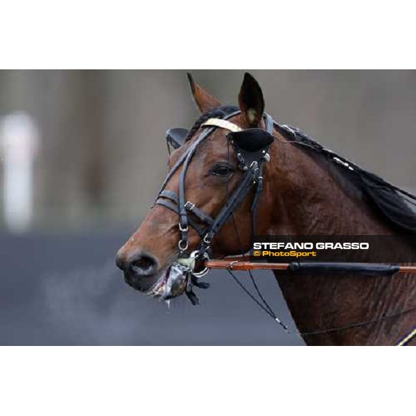 a close up for Offshore Dream before the start of the Prix d\' Amerique 2009 Paris-Vincennes, 25th january 2009 ph. Stefano Grasso