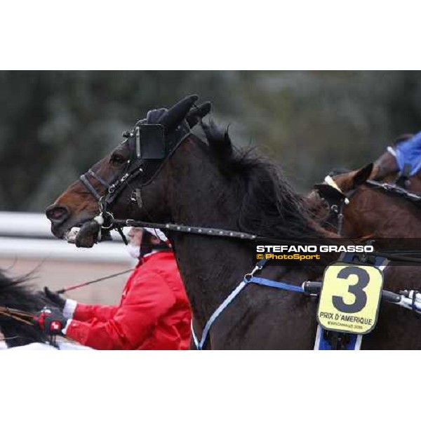 a close up for Ghibellino during the Prix d\' Amerique 2009 Paris-Vincennes, 25th january 2009 ph. Stefano Grasso