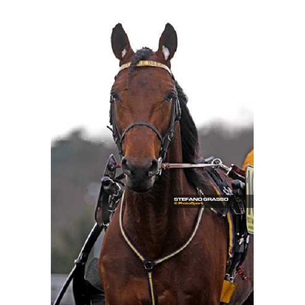 a close up for Offshore Dream warming up at Vincennes Paris-Vincennenes, 25th january 2009 ph. Stefano Grasso