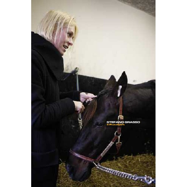 preparing Giuseppe Bi for the Prix d\' Amerique Paris-Vincennes, 25th january 2009 ph. Stefano Grasso