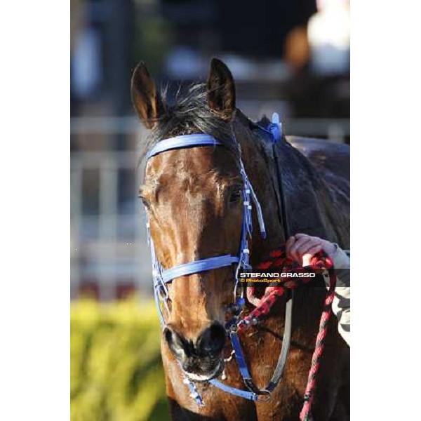 close up for Paracchini winner of the 59.a Gran Corsa Siepi di Roma. Roma, 15th february 2009 ph. Stefano Grasso