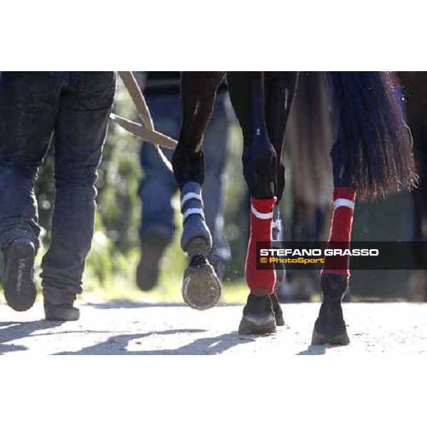 walking back to the stable after the race Roma, 15 febbraio 2009 ph. Stefano Grasso
