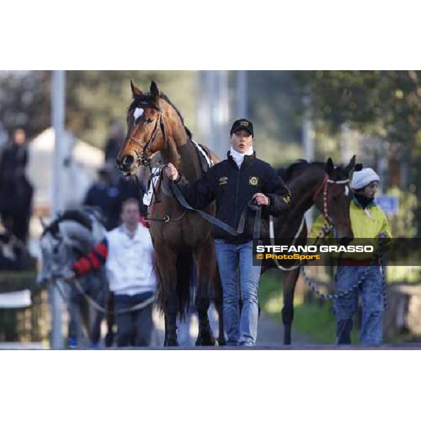 Blanc de Blancs parades with his groom before the 59.a Gran Corsa Siepi Rome, 15 february 2009 ph. Stefano Grasso