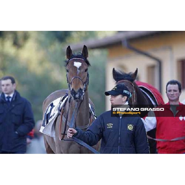 Blanc de Blancs parades with his groom before the 59.a Gran Corsa Siepi Rome, 15 february 2009 ph. Stefano Grasso