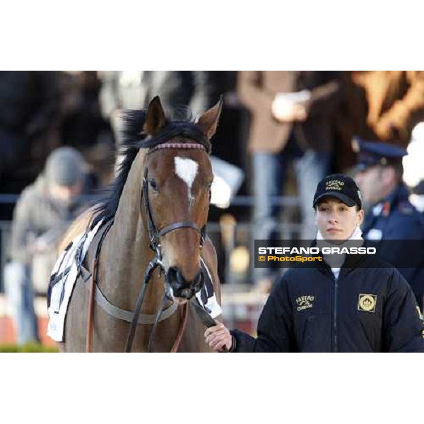 Blanc de Blancs parades with his groom before the 59.a Gran Corsa Siepi Rome, 15 february 2009 ph. Stefano Grasso