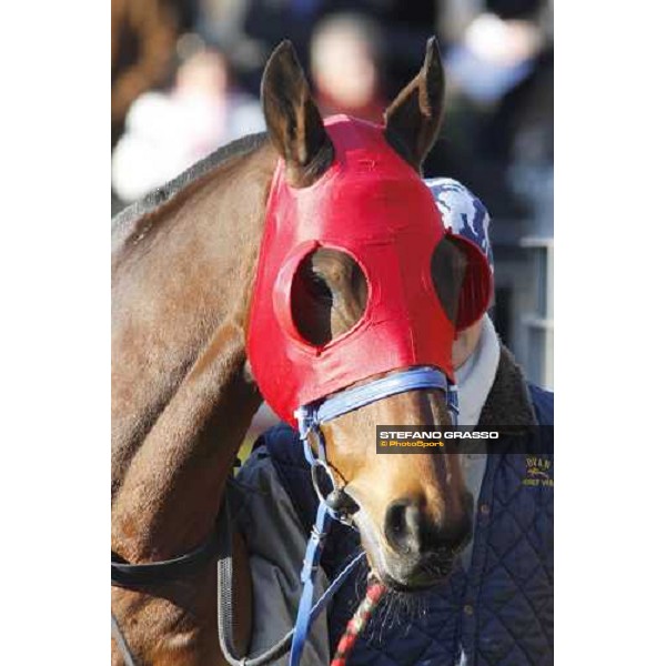a close up for Paracchini winner of the 59.a Gran Corsa Siepi Rome, 15 february 2009 ph. Stefano Grasso