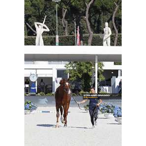 LGCT of Roma - Vet check - Take A Chance on me Z - Roma, Stadio dei Marmi - 5 September 2019 - ph.Stefano Grasso/LGCT