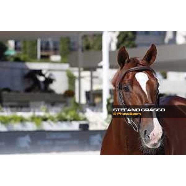 LGCT of Roma - Vet check - Take A Chance on me Z - Roma, Stadio dei Marmi - 5 September 2019 - ph.Stefano Grasso/LGCT