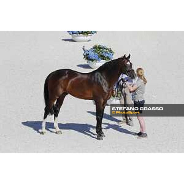 LGCT of Roma - Vet check - - Roma, Stadio dei Marmi - 5 September 2019 - ph.Stefano Grasso/LGCT