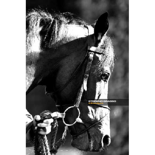 close up for Jakkalberry at Razza Latina Stud Pisa, 20th april 2009 ph. Stefano Grasso
