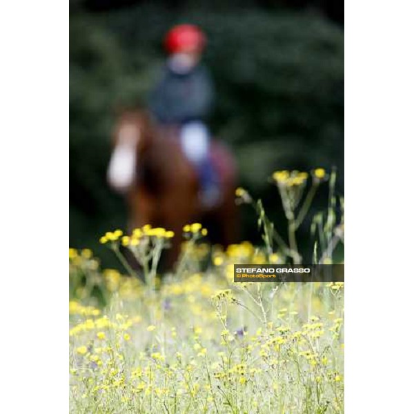 morning works at Razza Latina Stud Pisa, 20th april 2009 ph. Stefano Grasso