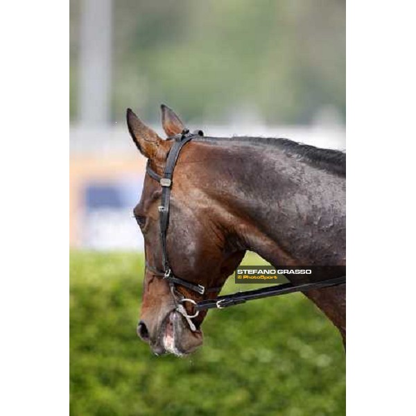 close up for Le Touquet before the Gran Premio d\' Europa Milan, 25th april 2009 ph. Stefano Grasso