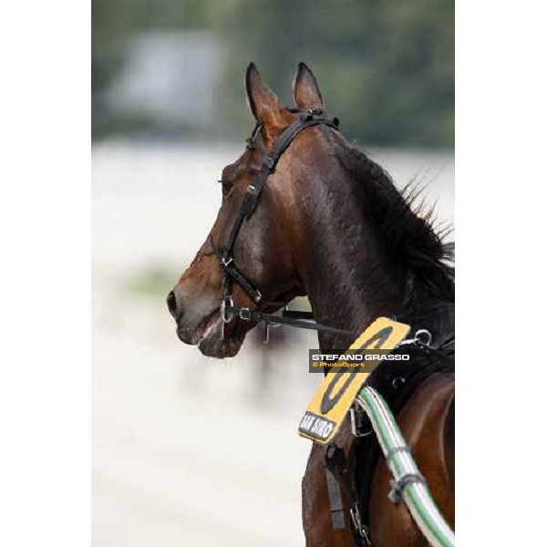 close up for Le Touquet before the Gran Premio d\' Europa Milan, 25th april 2009 ph. Stefano Grasso