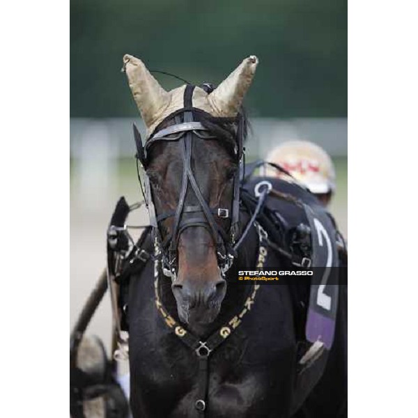close up for Opal Viking before the start of the 60¡ Gran Premio Lotteria - Trofeo Snai Napoli, 3rd may 2009 ph. Stefano Grasso