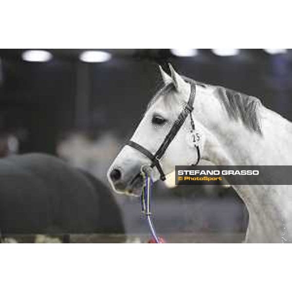 Horses inspection Jumping Verona 2019 Verona,7th nov. 2019 ph.Stefano Grasso/JV