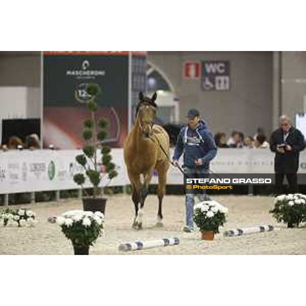 Horses inspection Jumping Verona 2019 Verona,7th nov. 2019 ph.Stefano Grasso/JV