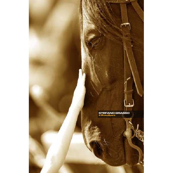 The Maremmani horses at Capannelle racetrack Rome, 1st may 2009 ph. Stefano Grasso