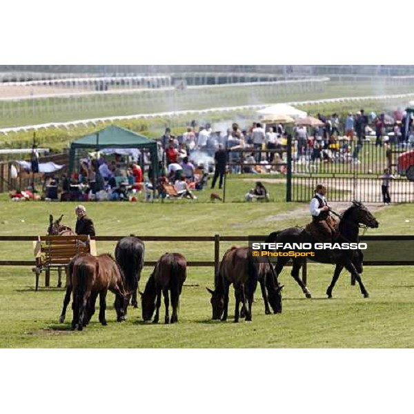 The Maremmani horses at Capannelle racetrack Rome, 1st may 2009 ph. Stefano Grasso