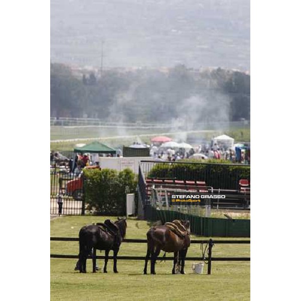 The Maremmani horses at Capannelle racetrack Rome, 1st may 2009 ph. Stefano Grasso