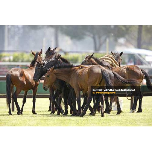The Maremmani horses at Capannelle racetrack Rome, 1st may 2009 ph. Stefano Grasso