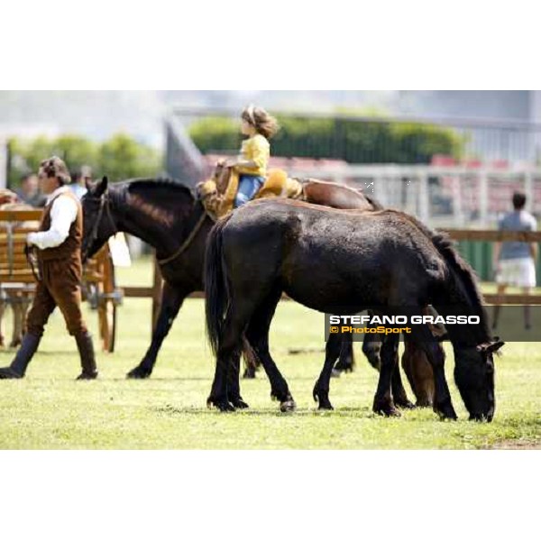 The Maremmani horses at Capannelle racetrack Rome, 1st may 2009 ph. Stefano Grasso