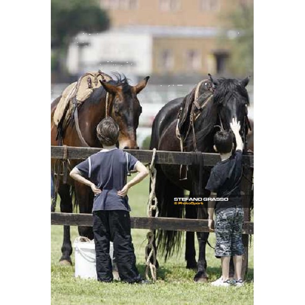 The Maremmani horses at Capannelle racetrack Rome, 1st may 2009 ph. Stefano Grasso