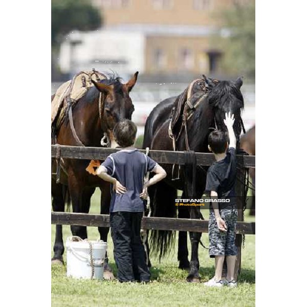 The Maremmani horses at Capannelle racetrack Rome, 1st may 2009 ph. Stefano Grasso