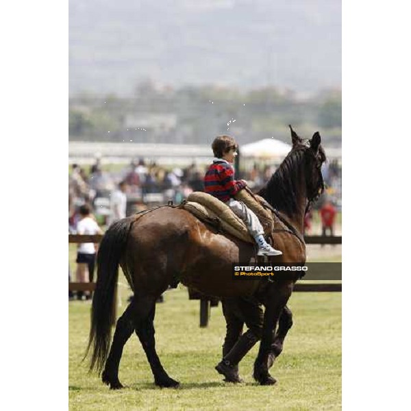 The Maremmani horses at Capannelle racetrack Rome, 1st may 2009 ph. Stefano Grasso