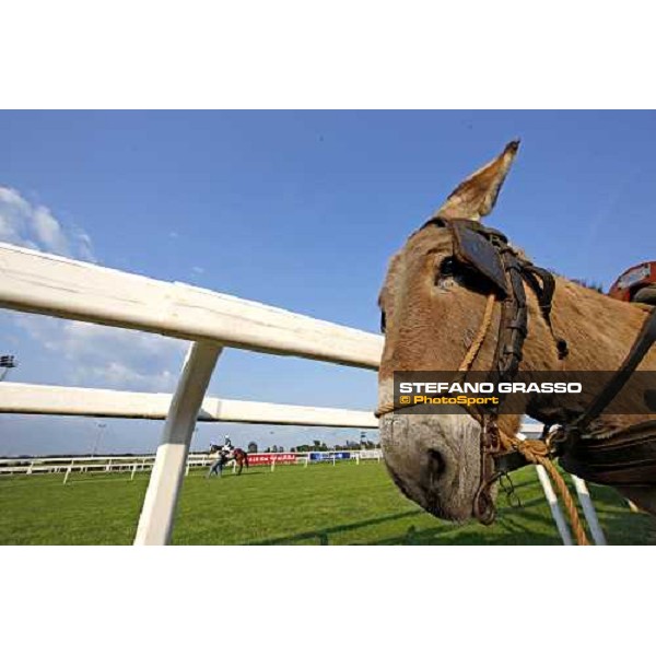 the donkey \'Bin Laden\' at Capannelle racetrack Rome, 1st may 2009 ph. Stefano Grasso