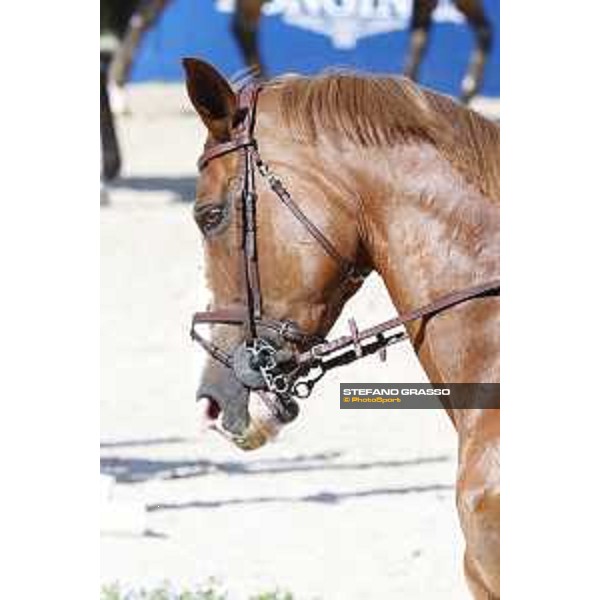 LGCT of Cascais - Behind the scenes - - Cascais, Hipodromo Manuel Possolo - 19 June 2019 - ph.Stefano Grasso/LGCT