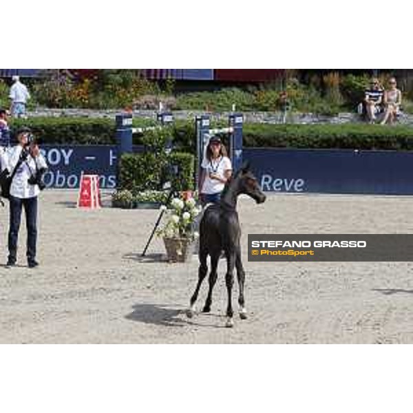 LGCT of Berlin - Various - Foal Auction - Berlin, Sommergarten - 27 July 2019 - ph.Stefano Grasso/LGCT