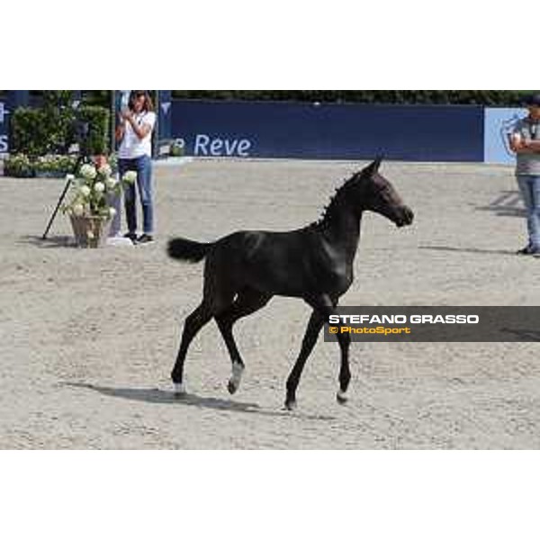 LGCT of Berlin - Various - Foal Auction - Berlin, Sommergarten - 27 July 2019 - ph.Stefano Grasso/LGCT