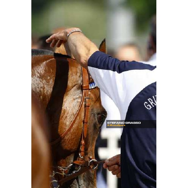 a close up for Orpen Shadow coming back to the stable after winning the Premio Primi Passi Milano, 20th june 2009 ph. Stefano Grasso