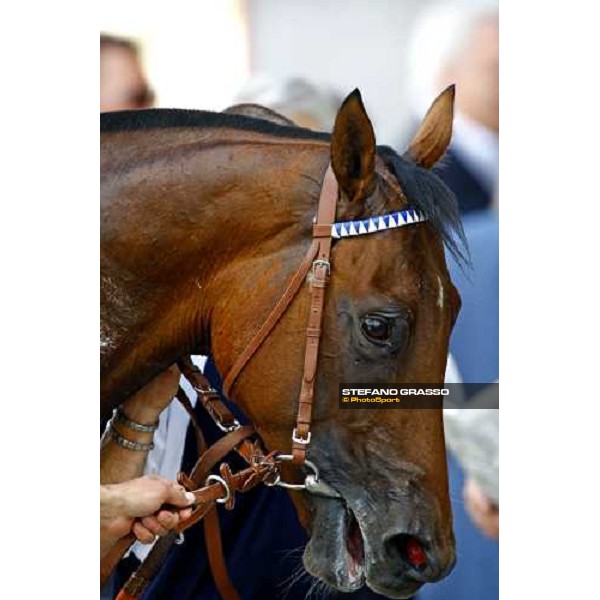 a close up for Orpen Shadow coming back to the stable after winning the Premio Primi Passi Milano, 20th june 2009 ph. Stefano Grasso