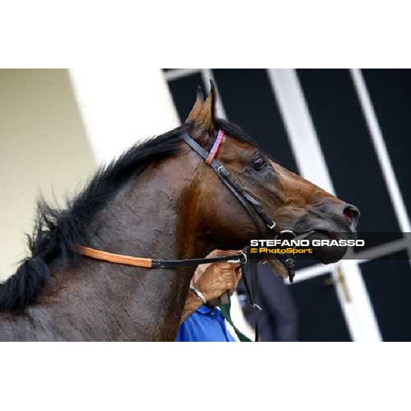 a close yp for Tuliangreen walking after winning the Premio d\' Estate Milano, 20th june 2009 ph. Stefano Grasso