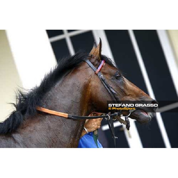 close up for Tuliangreen walking after winning the Premio d\' Estate Milano, 20th june 2009 ph. Stefano Grasso