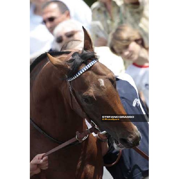 a close up for Orpen Shadow parading before winning the Premio Primi Passi Milano, 20th june 2009 ph. Stefano Grasso