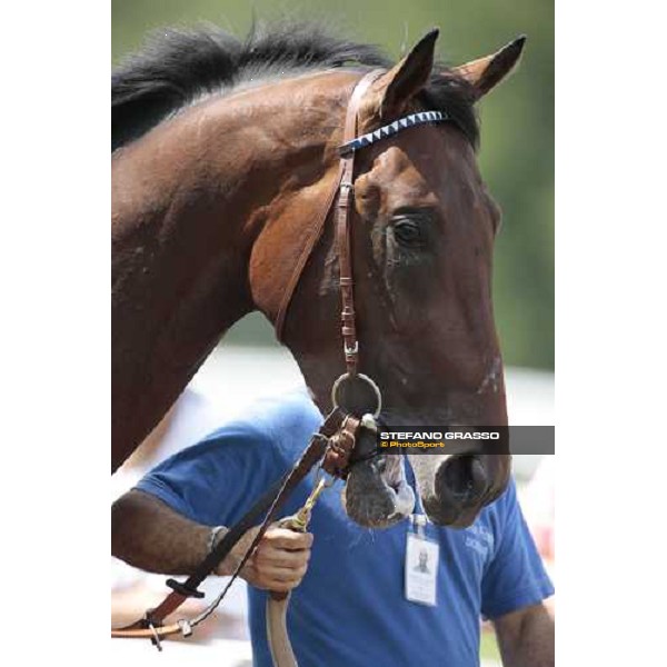 a close up for Marshade parading before the Premio Primi Passi Milano, 20th june 2009 ph. Stefano Grasso