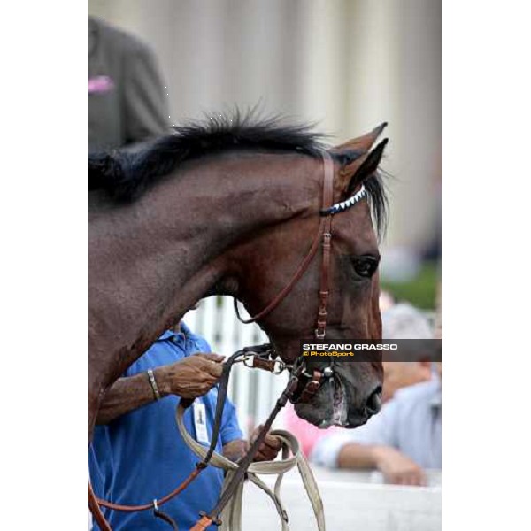 a close up for Marshade parading before the Premio Primi Passi Milano, 20th june 2009 ph. Stefano Grasso