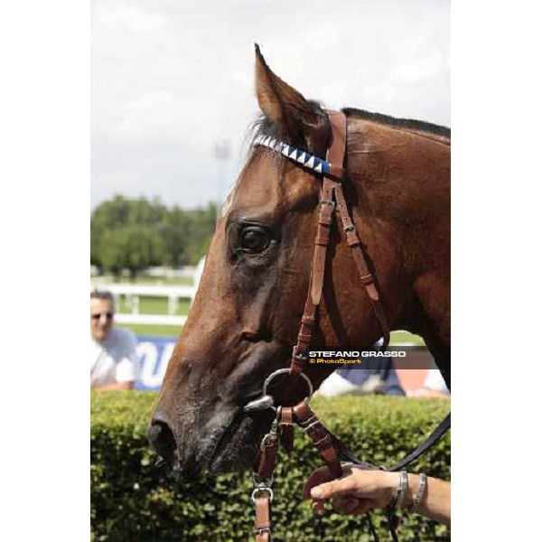 a close up for Orpen Shadow winner of the Premio Primi Passi Milano, 20th june 2009 ph. Stefano Grasso