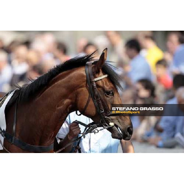a close up for Lady Alida winner of Premio Mario Incisa della Rocchetta Milano, 20th june 2009 ph. Stefano Grasso